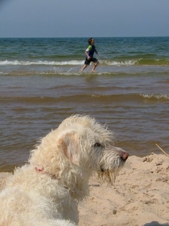 Gwendolyn the white Double Doodle is sitting on a beach next to the ocean and there is a person running across the shallow end of the water behind her