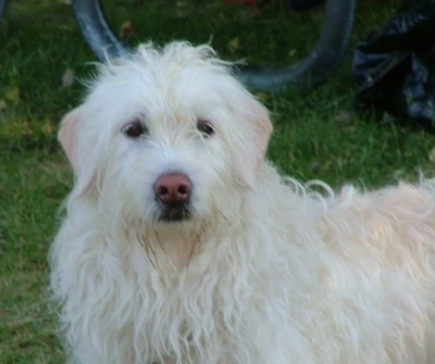 Gwendolyn the white Double Doodle is standing outside and looking at the camera holder