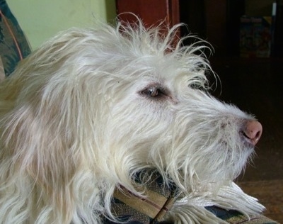 Close Up head shot - Gwendolyn the white Double Doodle has her head on the arm of a couch