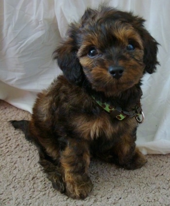 Bubba the black and brown Doxie Poo puppy is sitting on a tan carpet next to a white sheet