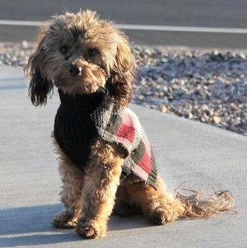 dachshund golden retriever mix puppies. Bubba the Doxie Poo puppy at 3