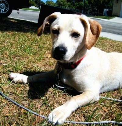 Bentley the Doxiemo is laying outside in grass in front of a car