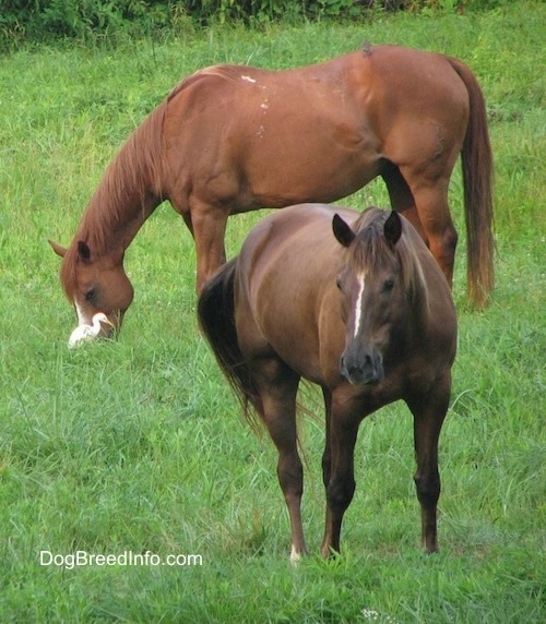 Egret hanging around two Horses