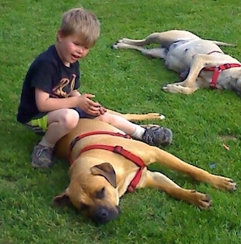 Gunner the tan and black Englian Mastiff is sleeping in green grass. There is a child sitting over top of him. There is another cream and black English Mastiff sleeping in the background