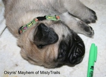 Close up upside down head shot - A tan with black English Mastiff puppy is wearing a green collar sleeping on a towel and there is a green highlighter marker in front of it.