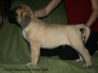 Left Profile - A tan with black English Mastiff puppy is standing on a green blanket and it is being posed in a show stack by a person behind it who is wearing a red shirt and black pants.