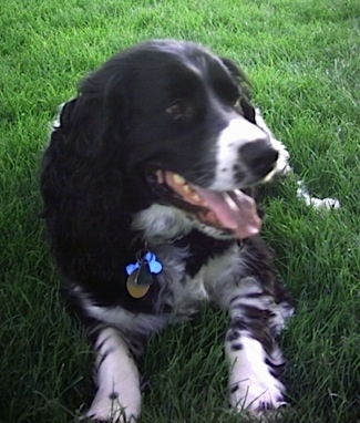 Michael the black and white English Springer Spaniel is laying in a field and looking to the right. Its mouth is open and tongue is out