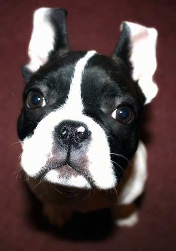 Close Up focal point on the head- A black and white Frenchton puppy is looking up.