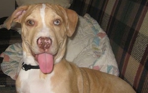 Boscoe the Pit mix sitting on a couch with its tongue out