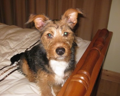 A tan, black and white Fourche Terrier dog is sitting on a human's bed and looking forward.