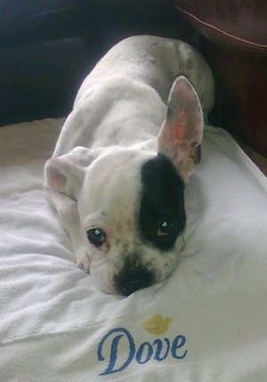 Sita the white with black French Bulloxer is laying on a Dove brand Towel