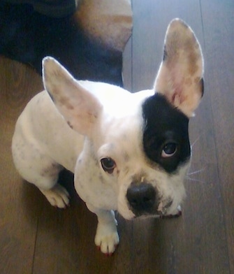 Sita the white with black French Bulloxer is sitting on a hardwood floor and looking up