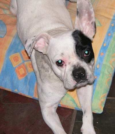 Sita the white with black French Bulloxer is laying on a yellow, orange, blue and green pillow and looking up.