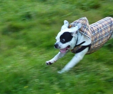 Action shot - Sita the French Bulloxer is running through a field. He is wearing a brown, tan and blue plaid hoodie. His mouth is open and tongue is out