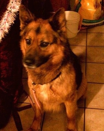 A black and tan German Australian Shepherd is sitting on a tiled floor. There is a wooden chair next to it.