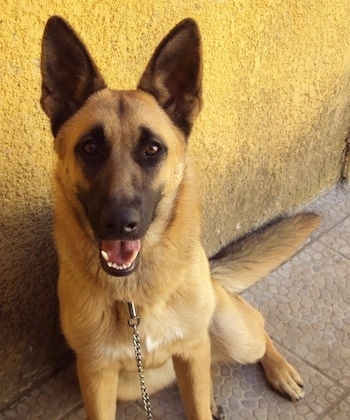 A black and tan German Shepherd is sitting against a yellow stucco wall. It is looking up and its mouth is open