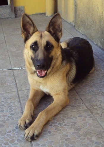 German on Akela My Female German Shepherd Dog  Shown Here At 10 Months Old