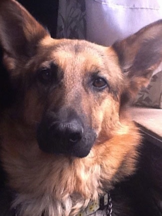 Close Up head shot - A black and tan German Shepherd is sitting in front of a bannister and looking towards the camera