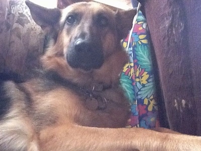 A black and tan German Shepherd is laying under a window