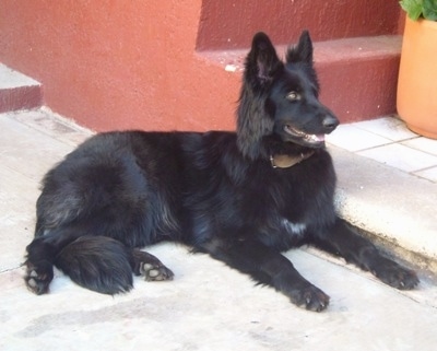 A black German Shepherd is laying outside in front of a red cement staircase. Its mouth is open and looking forward