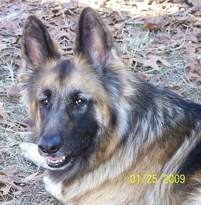 Close Up - A black and tan German Shepherd is laying in a field with dried fallen leaves around him and looking back at the camera. Its mouth is open