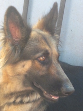 Close Up side view head shot - A black and tan German Shepherd