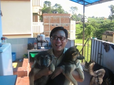 A man is holding two black and tan German Shepherd puppies outside on a porch with two adult dogs in the background.