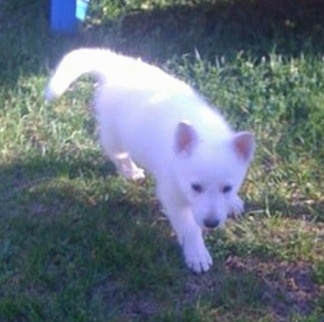 A White German Shepherd puppy is walking up a yard, its right paw is stepping in mud and it is looking forward.