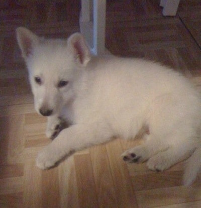 The left side of a White German Shepherd Puppy is laying under a table and it is looking forward.