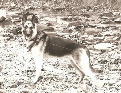 A black and white photo of a German Shepherd standing outside and looking to the left