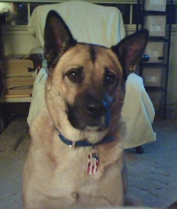 A tan with black German Sheprador is sitting in front of a chair covered by a tan blanket