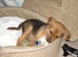 A tan with black German Sheprador puppy is laying in a tan dog bed