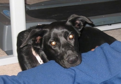 A black German Sheprador has its head at the edge of a blue bed.