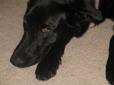 Close Up head shot - A black German Sheprador is laying on a tan carpet