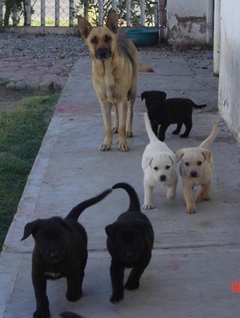 A line of five German Sheprador puppies are walking two by two along the side of a house. There is a German Shepherd dog behind them next to another puppy.