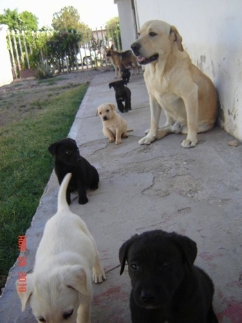 A line of six German Sheprador puppies are walking and sitting along the side of a white house. There is a yellow Lab sitting behind them against a wall and a German Shepherd at the far side.