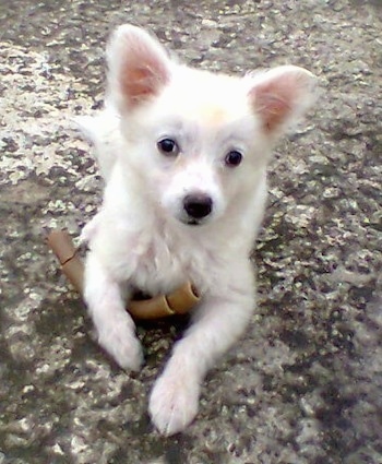 A white German Spitz puppy is laying outside on a rock surface with a rawhide chew under his right paw