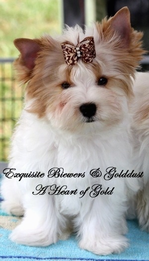 A white with brown Golddust Yorkshire Terrier is sitting on a blue towel next to another dog. It has a ribbon in its hair. The Words - Exquisite Biewer and Golddust A Heart of Gold - are overlayed