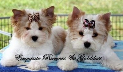There are two Golddust Yorkshire Terrier puppies side by side on a blue towel. They are both wearing ribbons in there hair