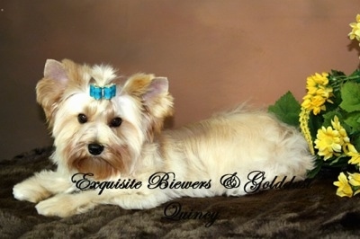 A tan with white Golddust Yorkshire Terrier is laying on a fuzzy rug in front of a bunch of flowers. The words - Exquisite Biewer and Golddust Quincy - are overlayed