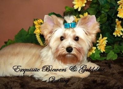 A brown with white Golddust Yorkie is laying on a fluffy rug with a teal-blue ribbon in its top knot with a plant that has yellow flowers  behind it. The Words - Exquisite Biewers and Golddust Quincy - are overlayed