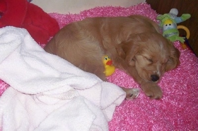 A Golden Cocker Retriever puppy is sleeping on a fuzzy pink blanket. There is a rubber duck toy next to its body and a green duck toy behind its head.