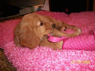 Callie the Golden Cocker Retriever as a puppy at 10 weeks old.
