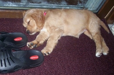 A Golden Cocker Retriever puppy is sleeping on its side in front of a sliding door. There are black slippers in front of it.