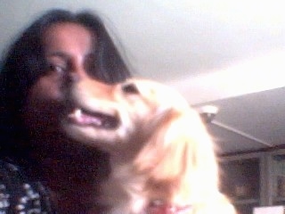 Head shots - A Golden Cocker Retriever dog is sitting in front of a person with its head covering up the humans face.