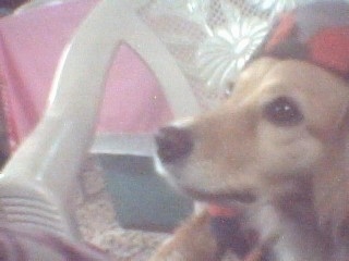 Close Up - A Golden Cocker Retriever is wearing an elf hat and looking to the left.