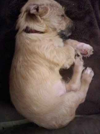 dachshund golden retriever mix puppies. Dachshund mix). Gatsby