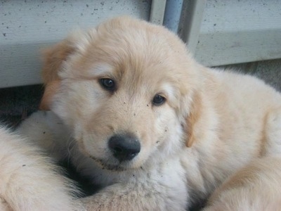 Close Up - A Golden Sammy puppy is laying in front of the siding of a house