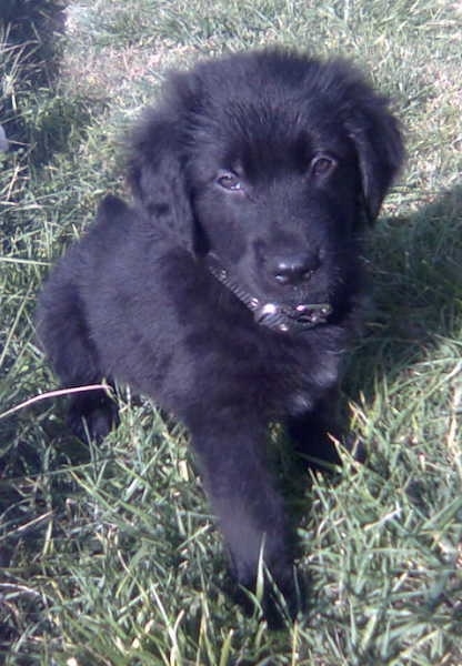 golden retriever mixed with german shepherd puppies. Rexington the Golden Shepherd