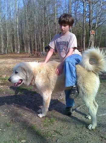 Great Pyrenees Puppies Prices